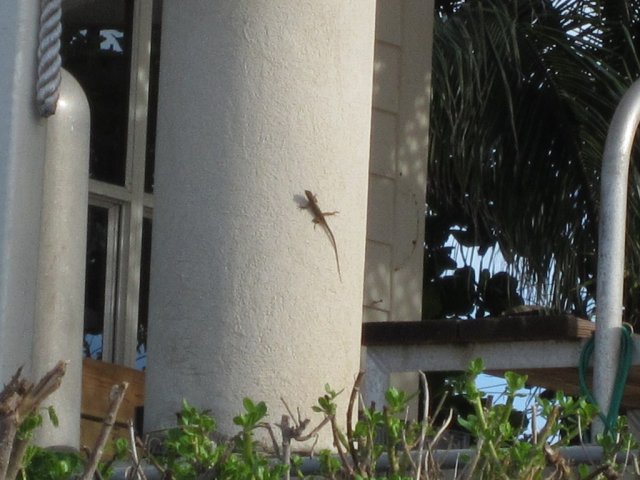 Angel and Stephanie's Trip to Grand Cayman-December 2015