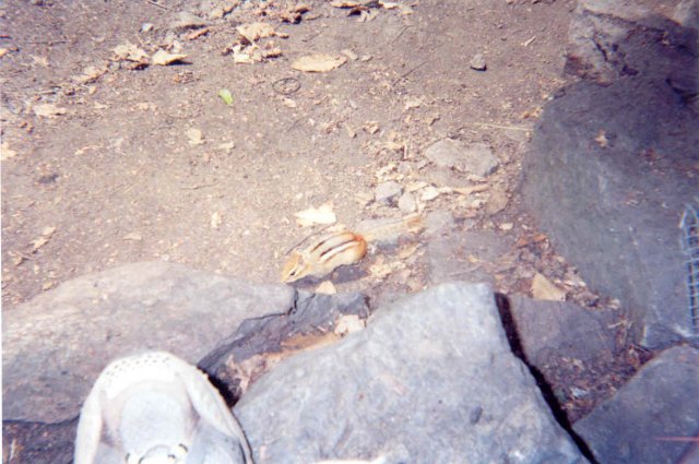 Angel on the Apalachian Trail 4