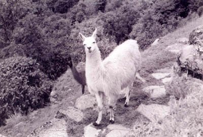 Angel's Trip to Machu Picchu