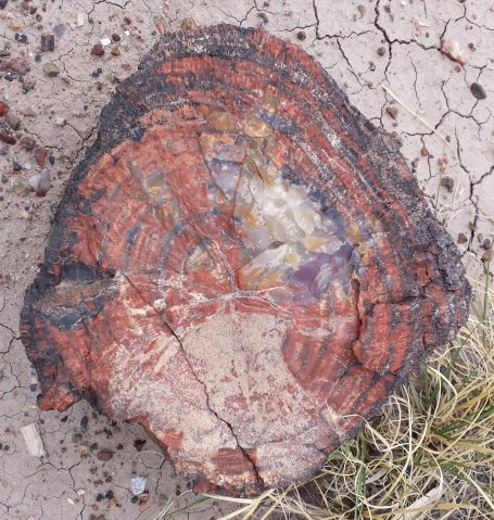 20160517_171305-treeRings-cropped